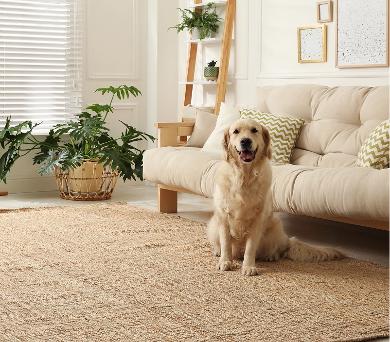 Sala de estar com um cão bege